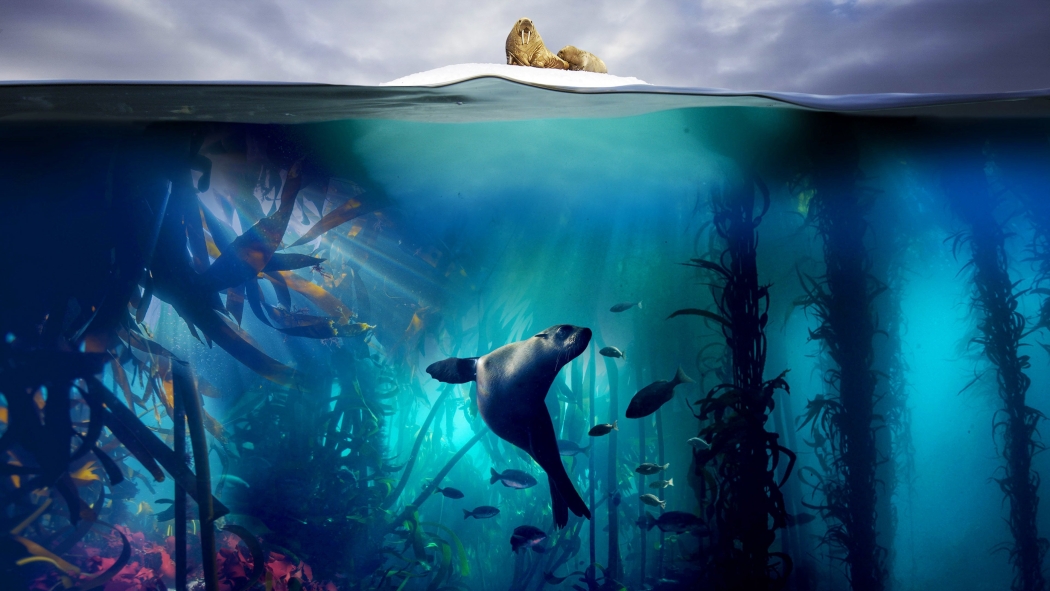 Blue Planet II 1. Sezon 6. Bölüm izle