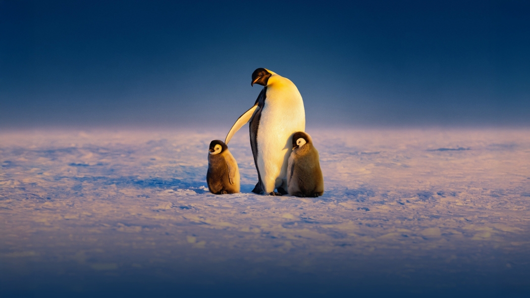 Secrets of the Penguins 1. Sezon 2. Bölüm izle